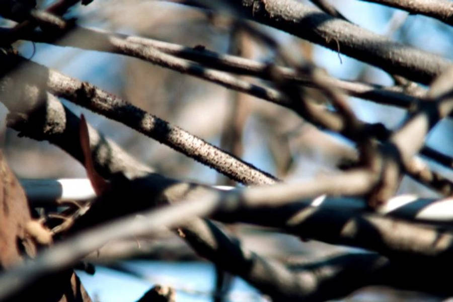 Close-up Focus Tangled Tree Branches Wallpaper