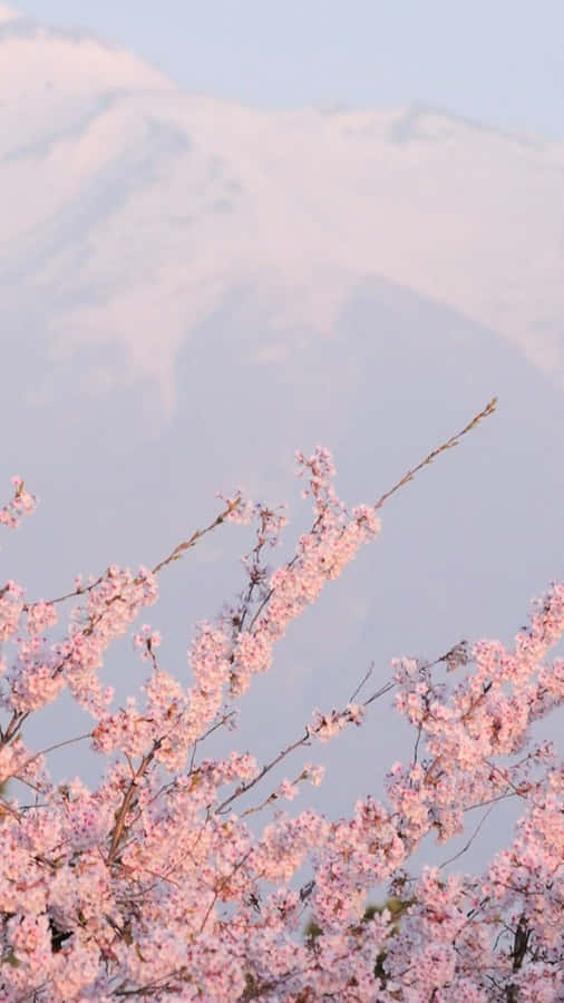 Cloudy Aesthetic Cherry Blossom Wallpaper