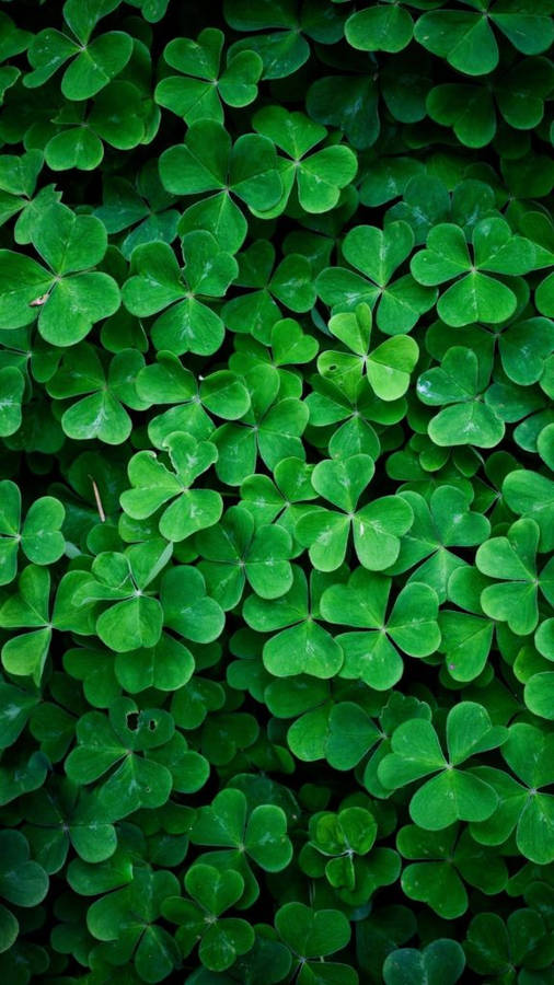 Clover Hd Nature Phone Wallpaper