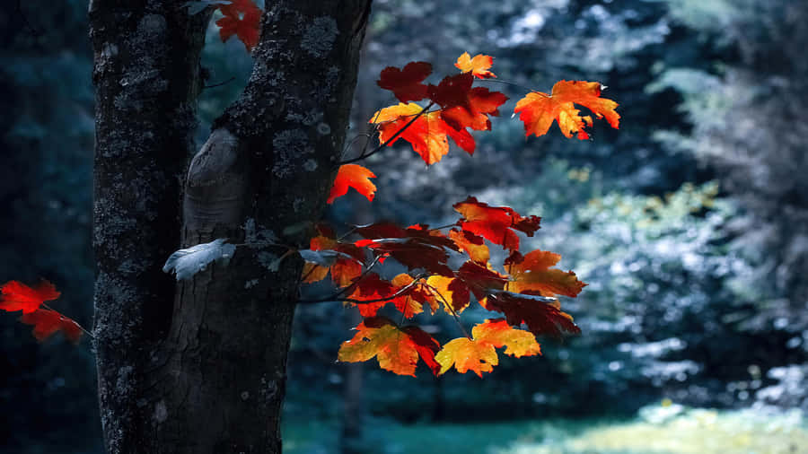 Colorful Fall Foliage Seen From The Top Of A Hill Wallpaper