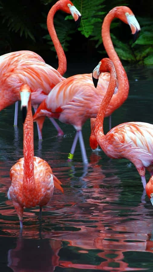 Colorful Flamingo Spreads Its Wings In The Sun Wallpaper
