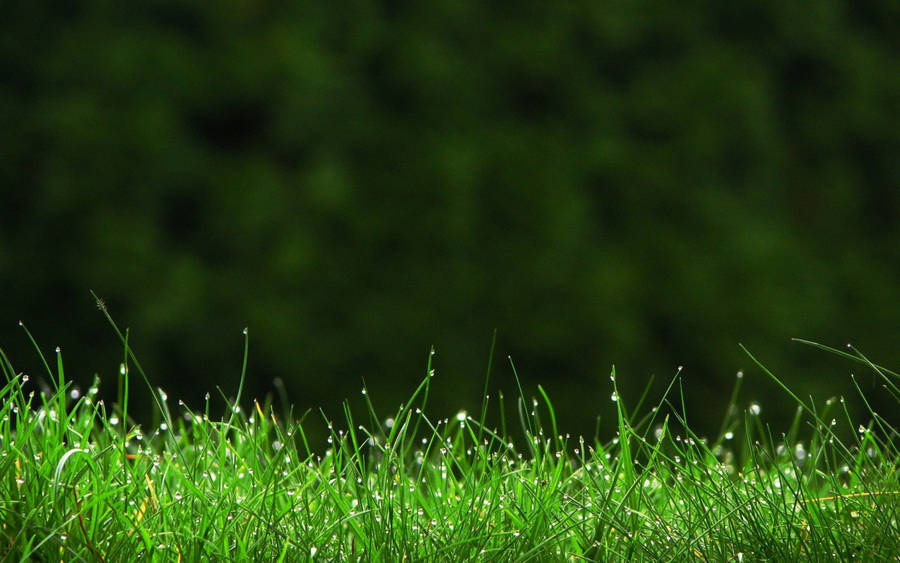 Colorful Green Grass Against A Clear Blue Sky Wallpaper
