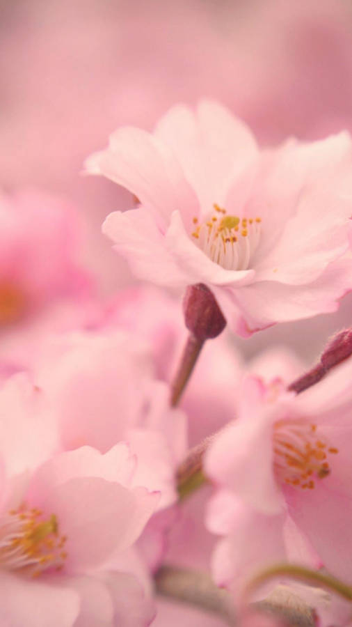 Colorful Iphone With Interesting Features Wallpaper