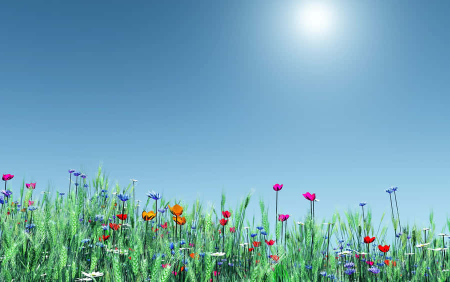 Colorful, Springtime Flowers Wallpaper