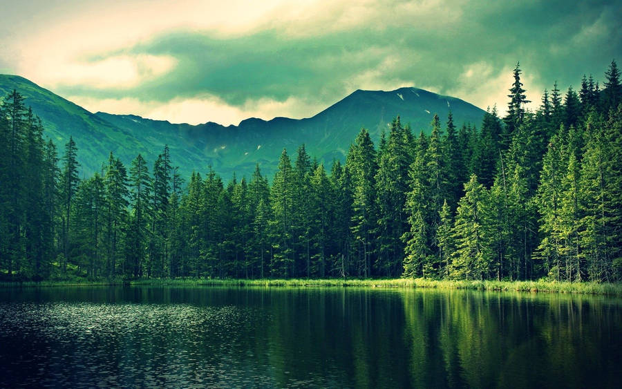 Coniferous Forest Lake Wallpaper