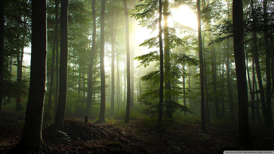 Coniferous Forest Sunlight Wallpaper