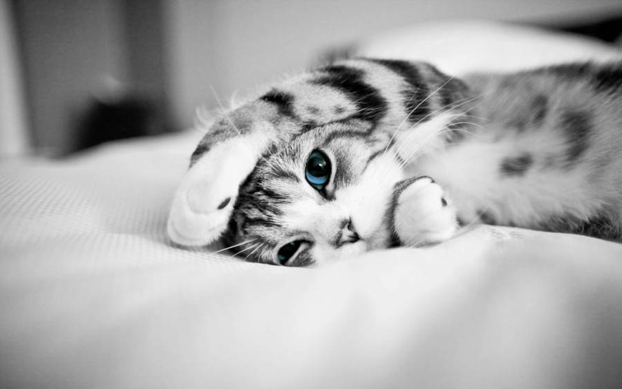 Cool Cute Cat In Bed Wallpaper