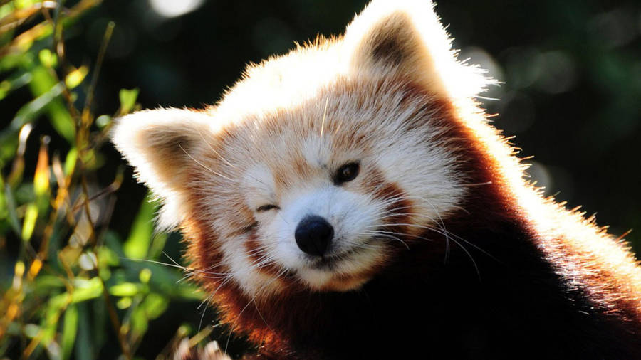 Cool Cute Red Panda Wallpaper