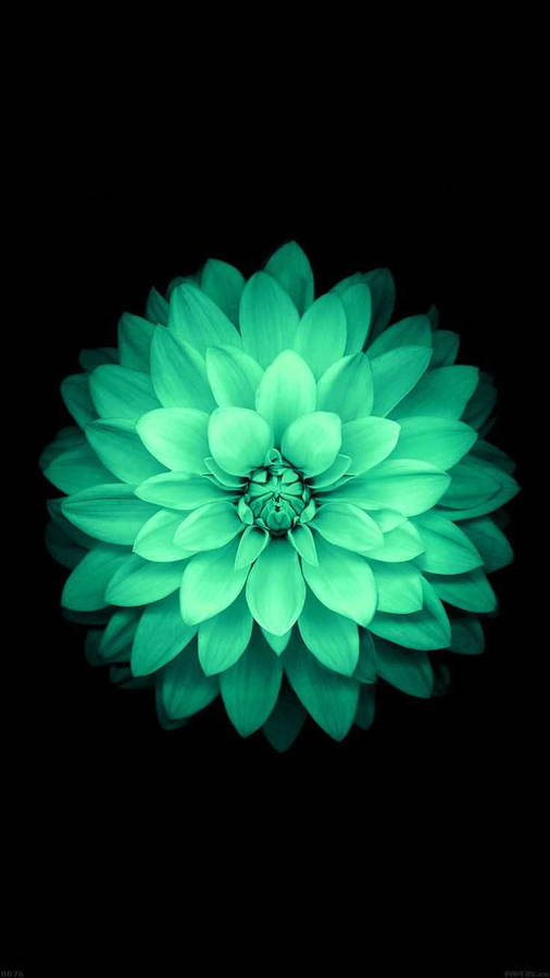 Cool Green Dahlia Flower Wallpaper