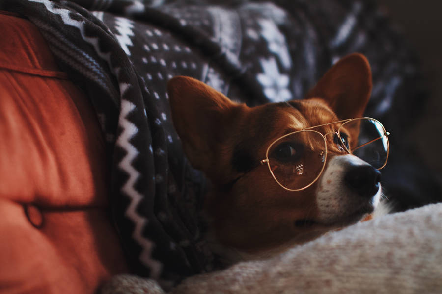 Corgi Aviator Glasses Close-up Wallpaper