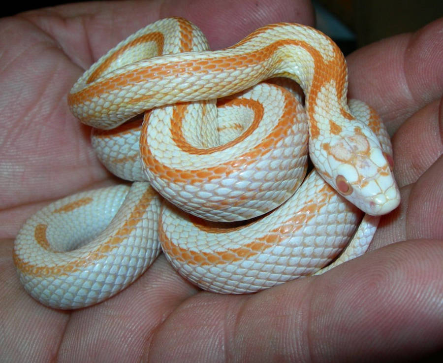 Corn Snake In A Person's Palm Wallpaper
