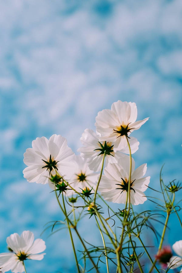 Cosmos Sky Spring Aesthetics Wallpaper