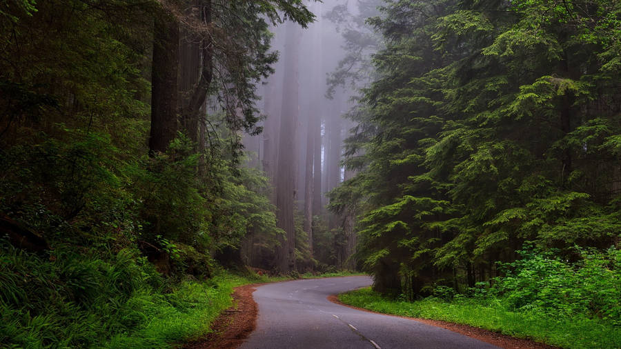 Country Road Gloomy And Secluded Wallpaper