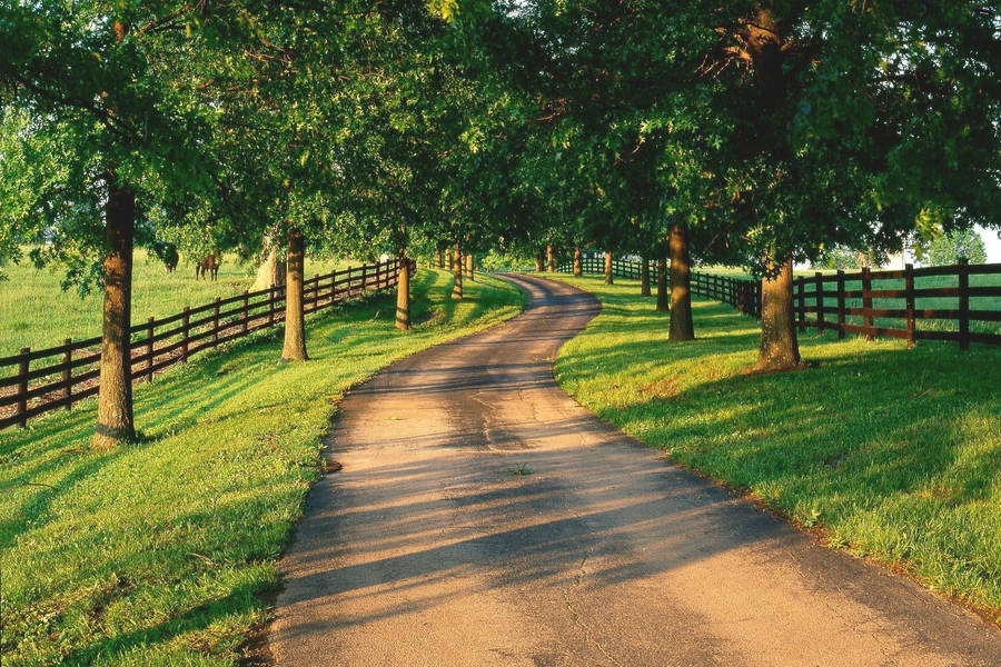 Country Road With Row Of Trees Wallpaper
