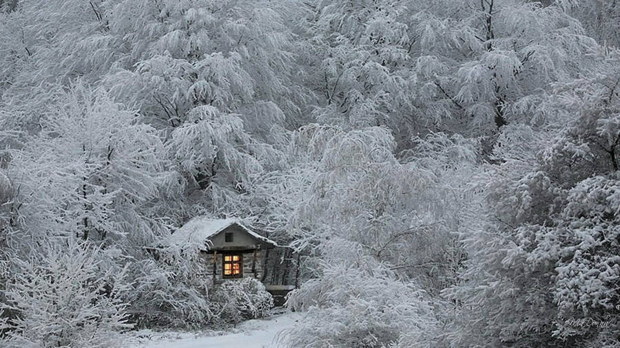 Cozy Winter Snow-covered Woods Wallpaper