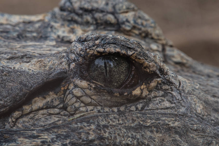 Crocodile’s Eye Awesome Animal Wallpaper