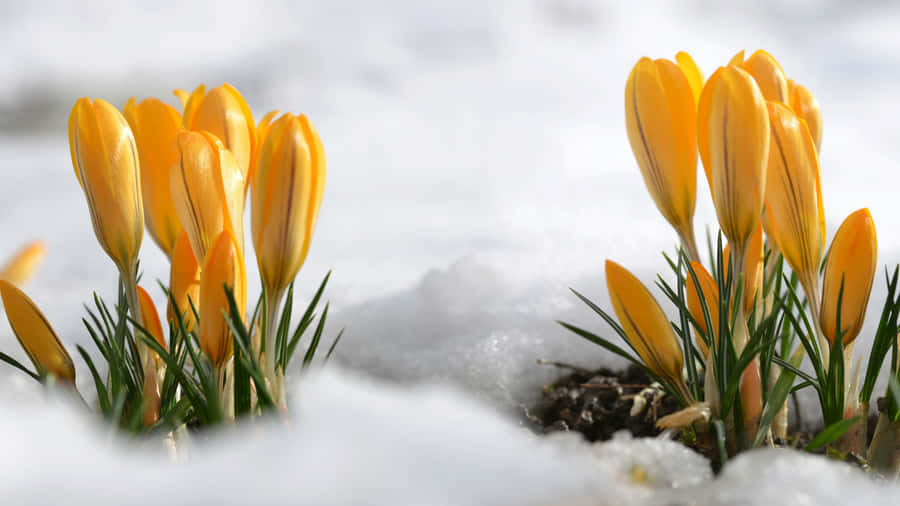 Crocus Hort In Yellow Aesthetic Flower Desktop Wallpaper
