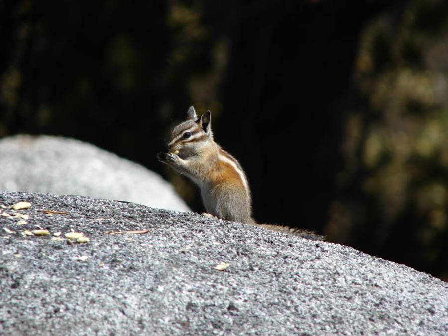 Cute Animal Chipmunk Wallpaper