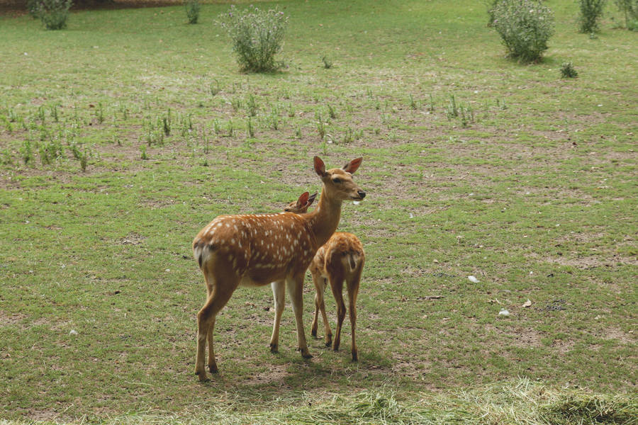 Cute Animals Mother And Daughter Deer Wallpaper