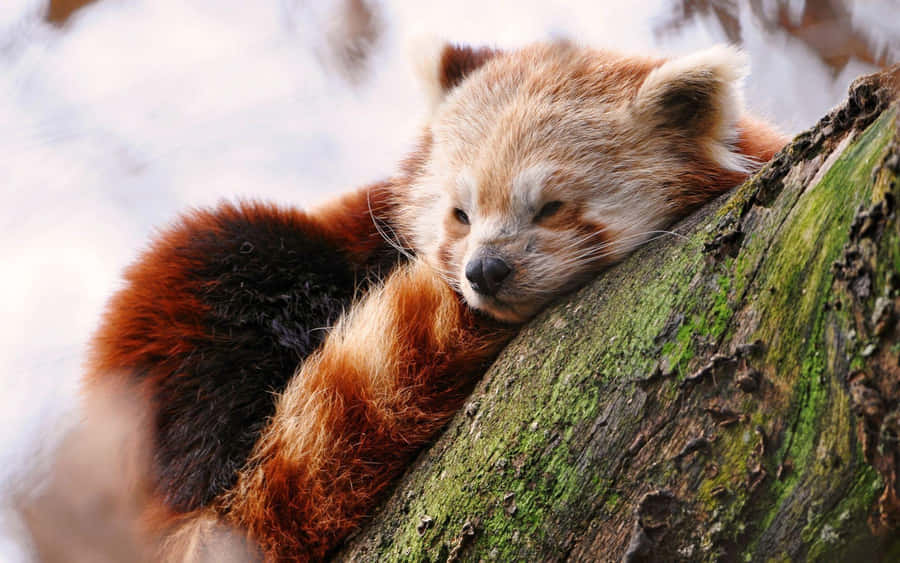 Cute Asleep Red Panda Laptop Wallpaper