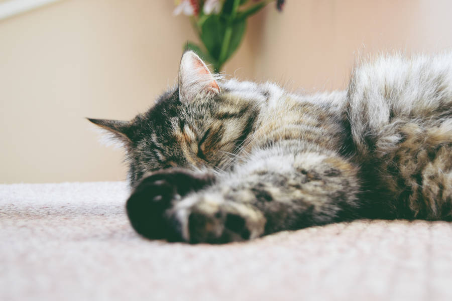 Cute Cat Love Napping Wallpaper