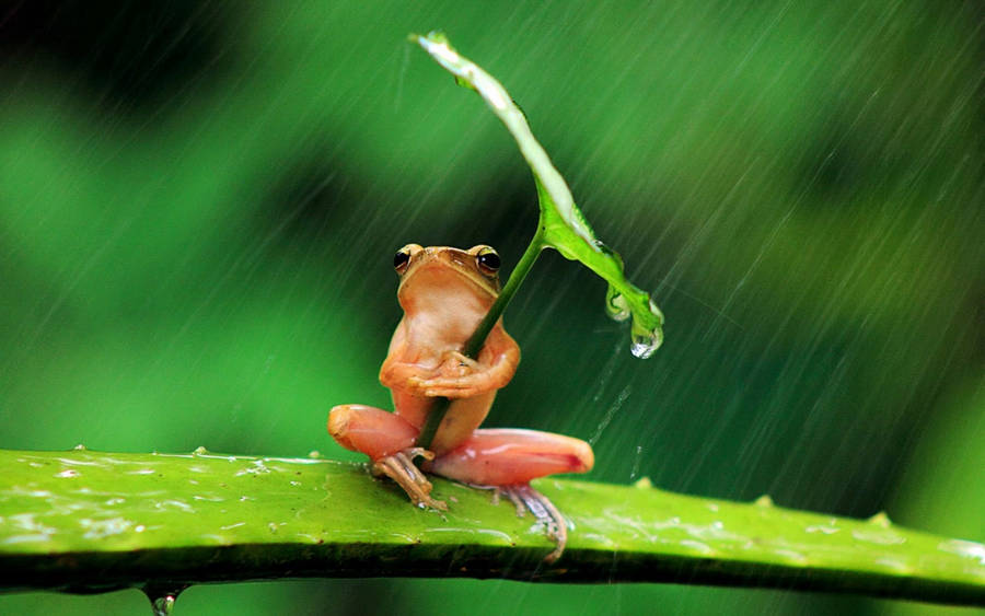 Cute Frog With Umbrella Leaf Wallpaper