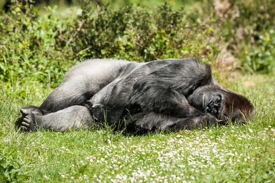 Cute Gorilla Sleeping Wallpaper
