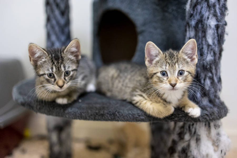 Cute Kitten On Cat Tower Wallpaper