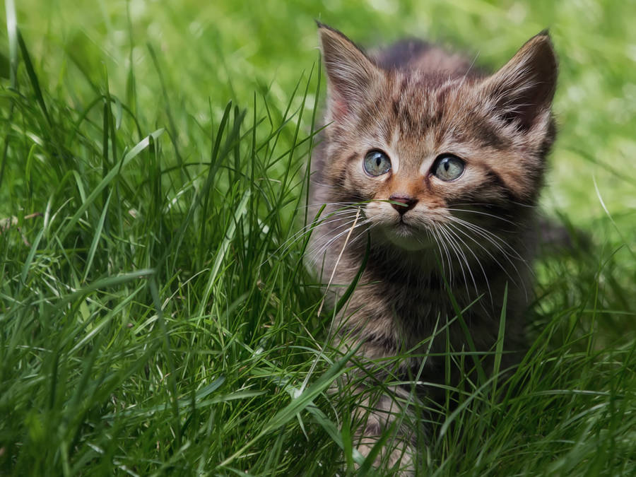 Cute Kitten Walking On Grass Wallpaper