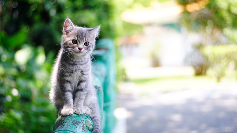 Cute Kitty Sitting On A Railing Wallpaper