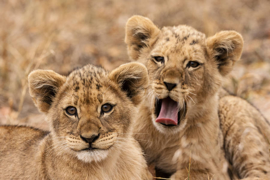 Cute Lion Cubs Wallpaper