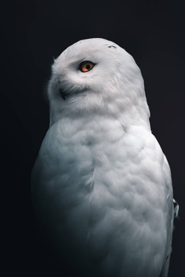 Cute Owl Snowy Owl Wallpaper