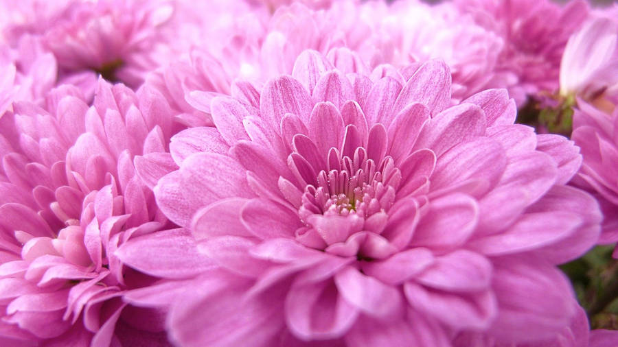 Cute Pink Flower Pieces Of Chrysanthemum Wallpaper