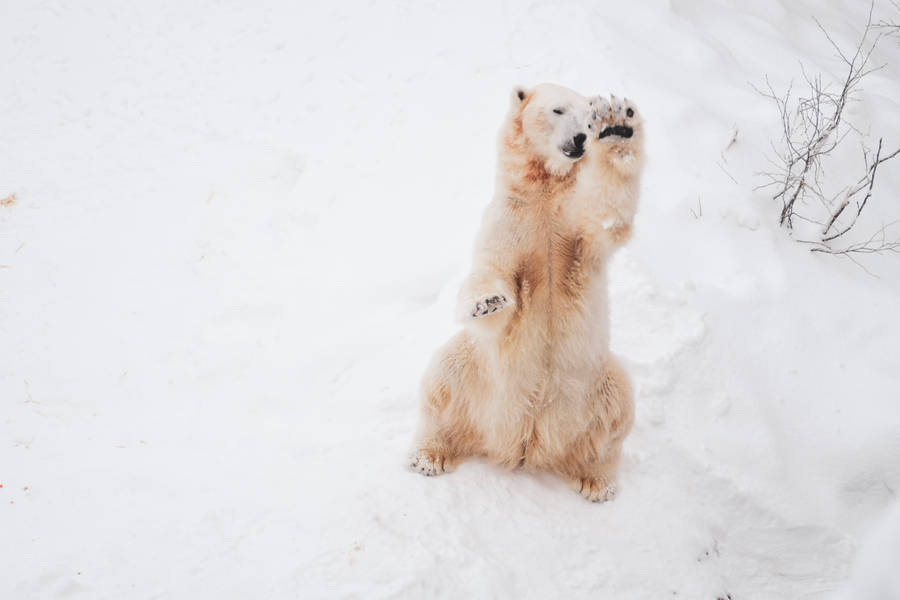 Cute Polar Bear In Snow Wallpaper