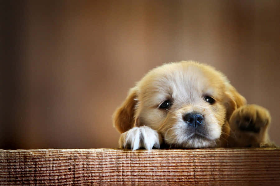Cute Puppy For Girls Wallpaper