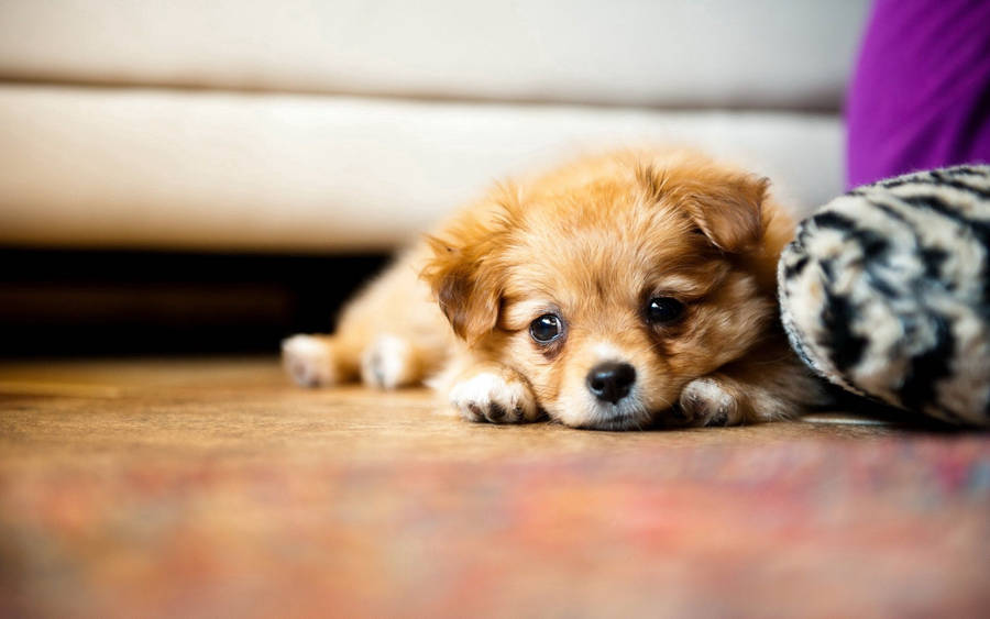 Cute Sad Face Puppy Wallpaper