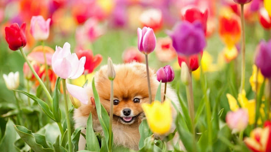 Cute Spring Desktop Tulip With Puppy Wallpaper
