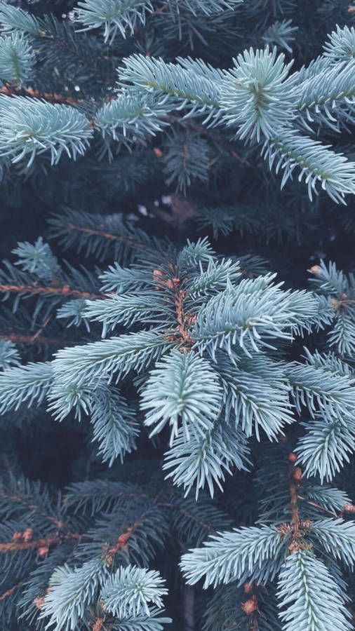 Cute Winter Iphone Tree Leaves With Snow Wallpaper