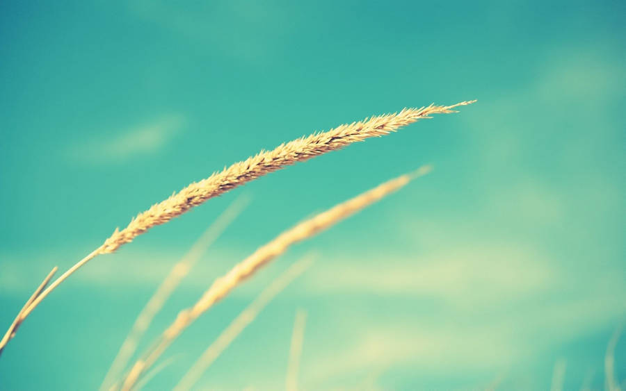 Cyan Wheat Plant Wallpaper