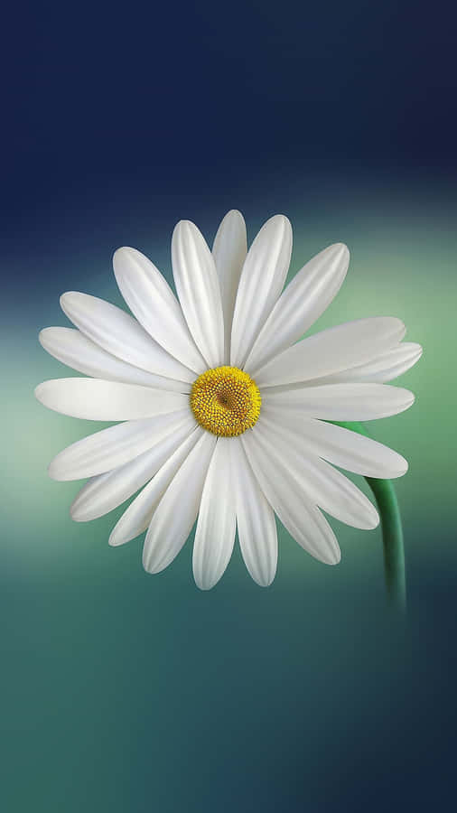 Daisy Macro Shot Nature Android Hd Wallpaper