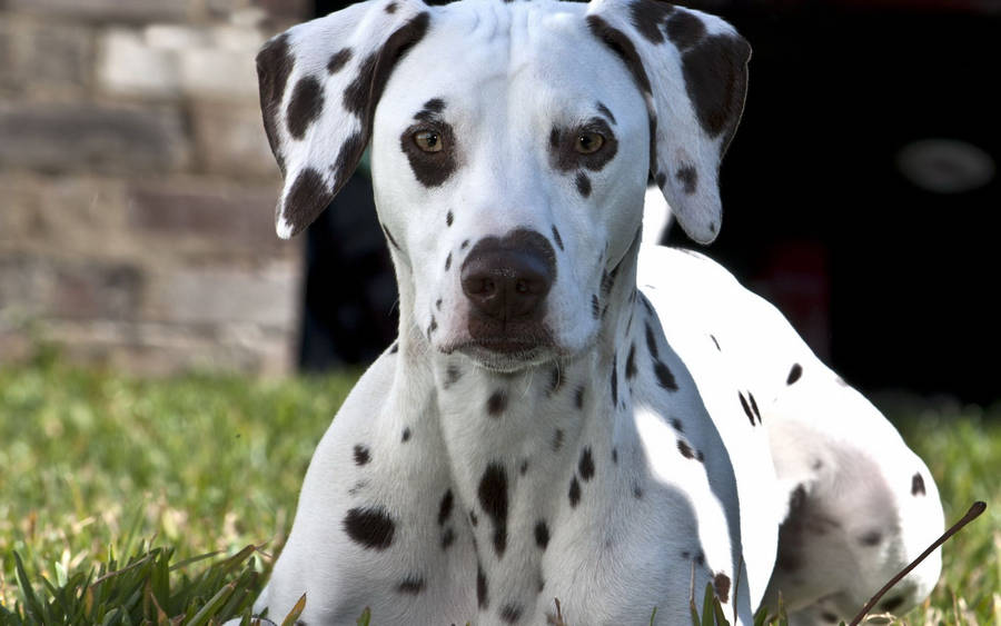 Dalmatian Close-up Photo Wallpaper