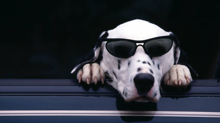 Dalmatian In Sunglasses Wallpaper