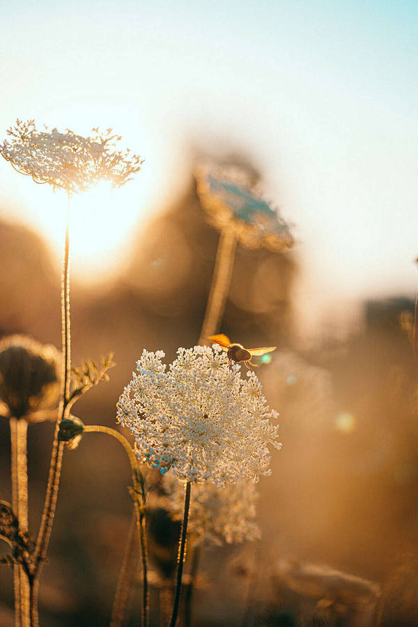 Dandelions Over Golden Hours Wallpaper