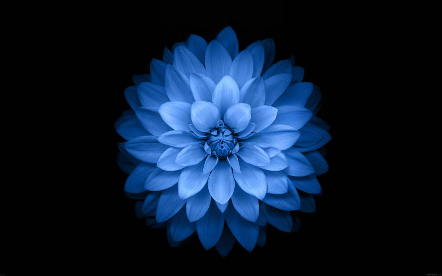 Dark Blue Aesthetic Giant Flower Wallpaper