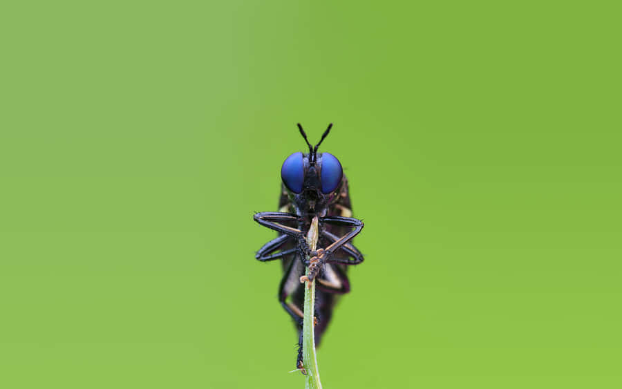 Dark Blue-eyed Insects Wallpaper