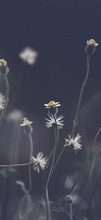 Dark Floral Backdropi Phone Wallpaper Wallpaper