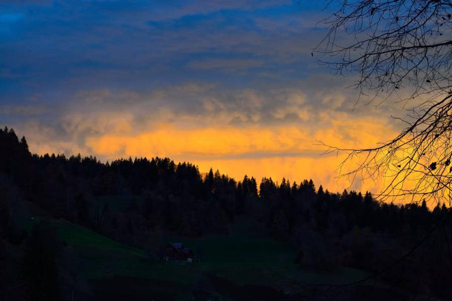 Dark Forest Sundown For Iphone Wallpaper