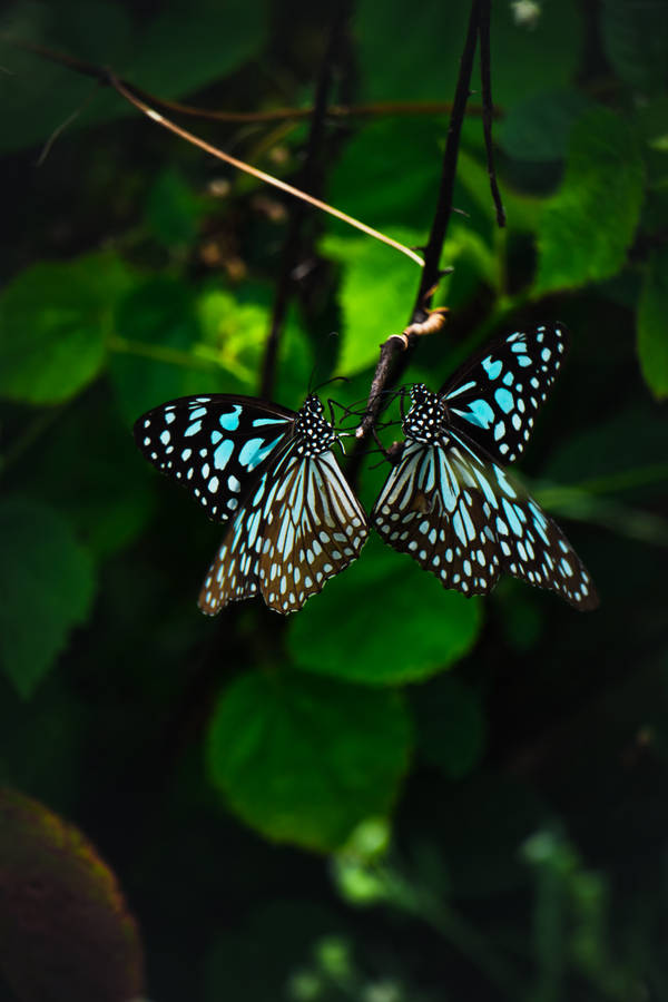 Dark Green Beautiful Butterfly Wallpaper