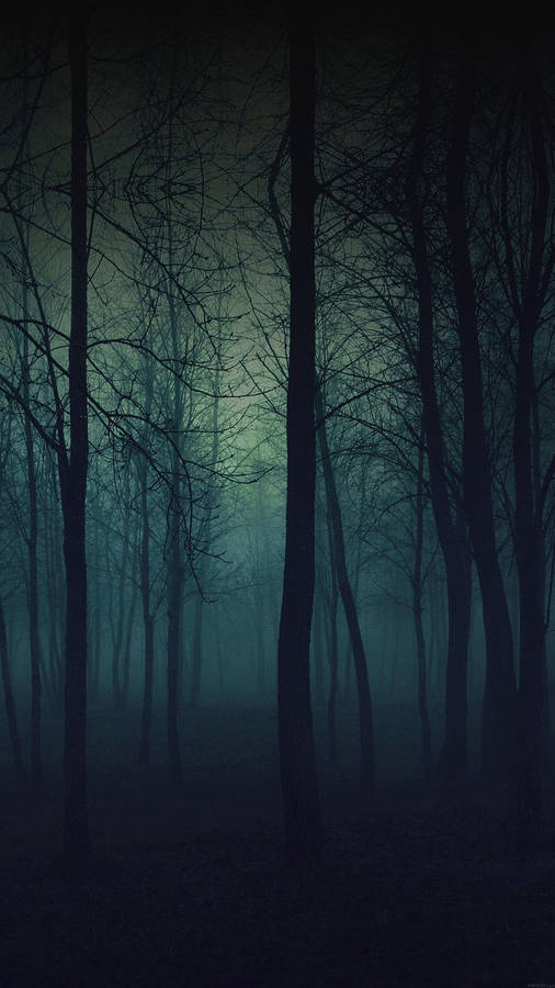 Dark Green Forest Phone Wallpaper