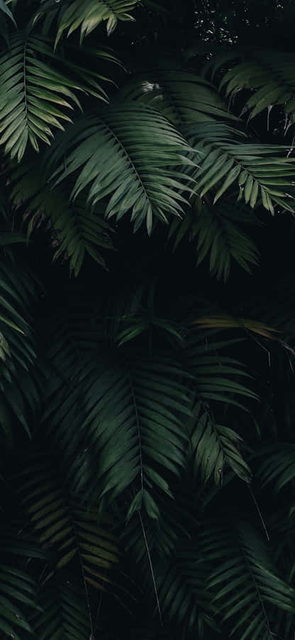 Dark Green Leaf Nature Iphone Wallpaper
